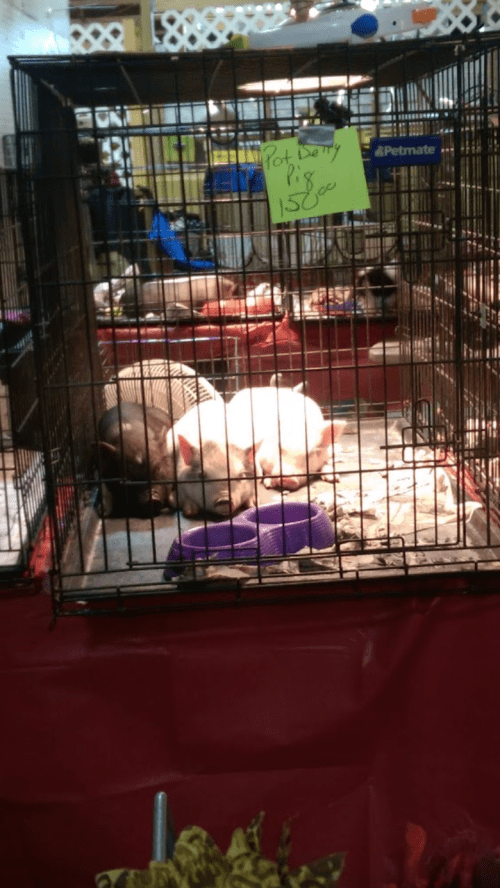 Three pigs resting in a cage at a fair, with a sign reading "Potbelly Pig $150."