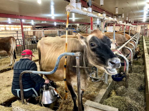 A farmer milks a cow in a barn, surrounded by other cows and straw bedding.