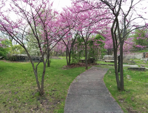 A winding path through a park lined with blooming pink trees and lush green grass.