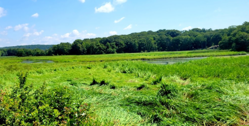 Lush green wetlands with tall grass, a calm water body, and trees under a bright blue sky with scattered clouds.