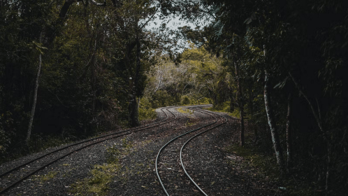 A winding railway track surrounded by lush greenery and trees, leading into a serene, wooded area.