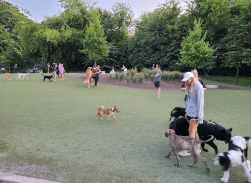 A lively dog park scene with people walking and playing with various dogs on green grass surrounded by trees.