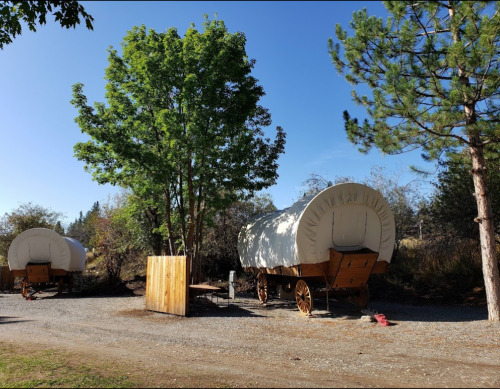 Two covered wagons parked along a gravel path, surrounded by trees and shrubs under a clear blue sky.