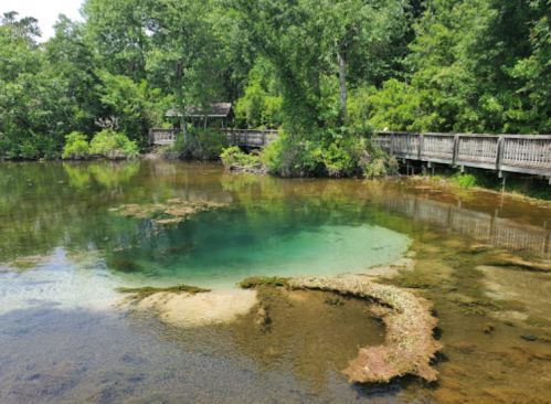 A serene natural scene featuring a clear pond surrounded by lush greenery and a wooden walkway.