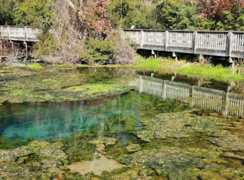 A serene pond with clear water reflecting a wooden boardwalk and surrounding greenery.