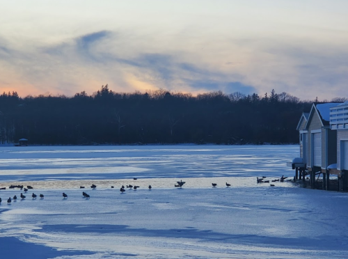 A serene winter scene with ducks on a frozen lake, surrounded by trees and a colorful sunset sky.