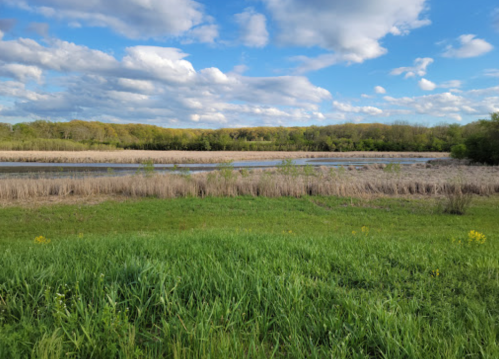 A serene landscape featuring a calm water body surrounded by tall grasses and trees under a partly cloudy sky.