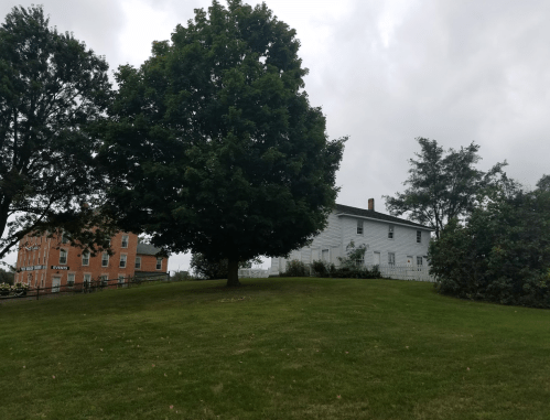 A large tree stands on a grassy hill, with a white house and a red brick building in the background under a cloudy sky.