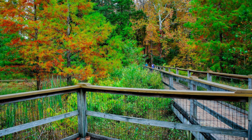 A wooden boardwalk winds through a vibrant autumn landscape with colorful trees and lush greenery.