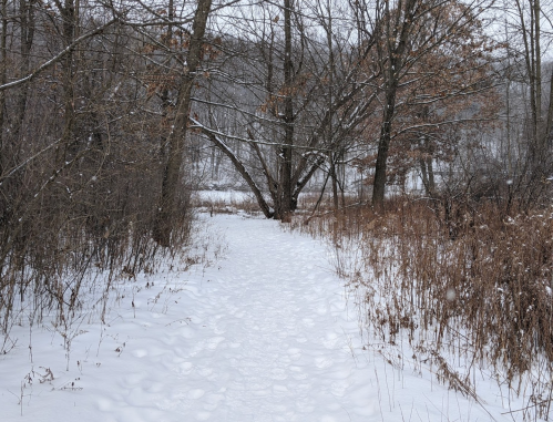 A snowy path winding through a forest with bare trees and patches of brown grass. Snowflakes gently fall.