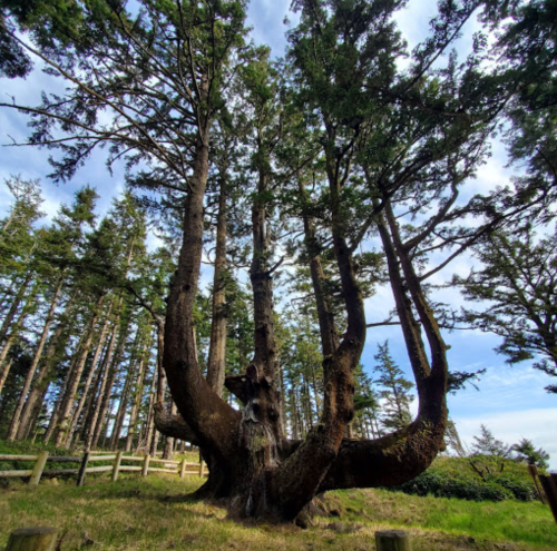 A large, twisted tree stands among tall conifers under a blue sky, with a wooden fence in the background.