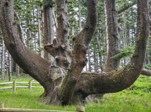 A large, gnarled tree with thick branches in a lush green forest setting.