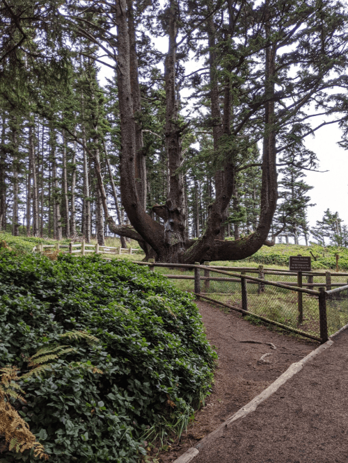 A winding path leads through lush greenery to a large, unique tree surrounded by tall pines and a wooden fence.