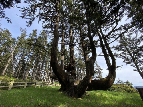 A large, twisted tree stands in a grassy area, surrounded by tall trees and a wooden fence under a clear sky.