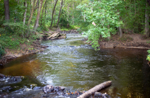 A serene river flows through a lush green forest, with rocks and fallen logs along the banks.