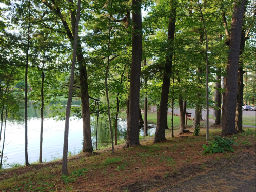 A serene lakeside scene with tall trees lining the shore and calm water reflecting the greenery.