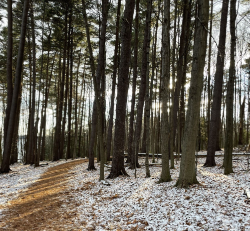 A snowy forest path lined with tall trees, sunlight filtering through the branches.