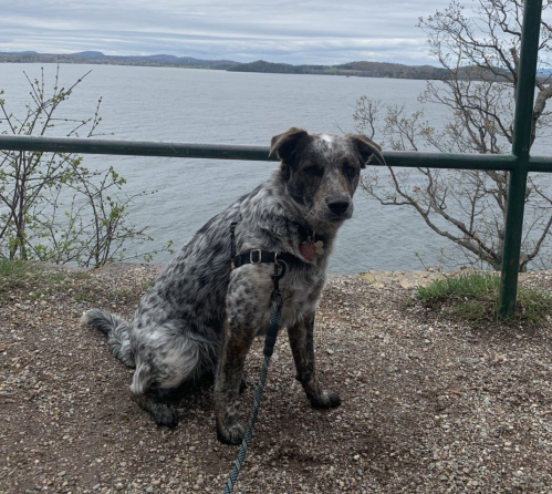 A spotted dog sits by a lake, with a green railing and trees in the background under a cloudy sky.