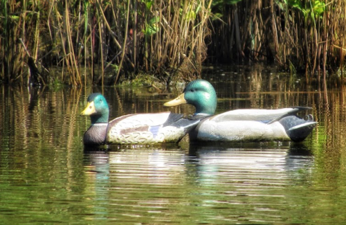 Two mallard ducks swimming peacefully in a calm pond surrounded by tall grasses.