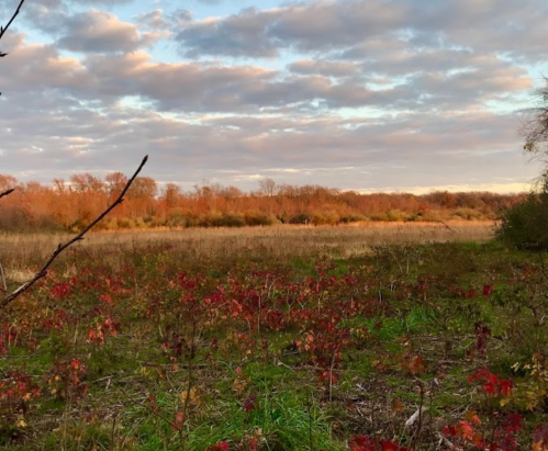 A serene landscape featuring a grassy field with red foliage, surrounded by trees under a cloudy sunset sky.