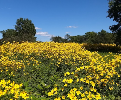 A vibrant field of yellow flowers under a clear blue sky, surrounded by green trees.