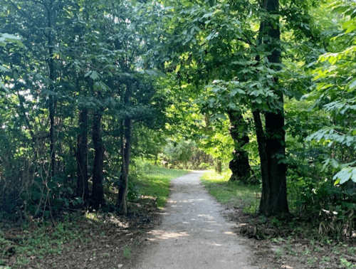 A serene dirt path winding through lush green trees in a peaceful forest setting.