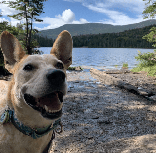 A happy dog with a big smile sits by a serene lake surrounded by trees and mountains under a blue sky.