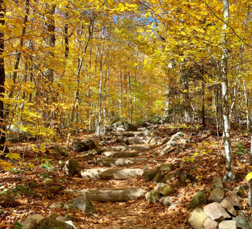 A winding trail through a vibrant autumn forest, lined with yellow leaves and rocky terrain.