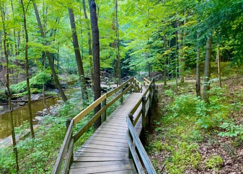 A wooden boardwalk winds through a lush green forest, alongside a small stream.