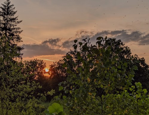 Sunset over a forest, with silhouettes of trees and a colorful sky filled with clouds.
