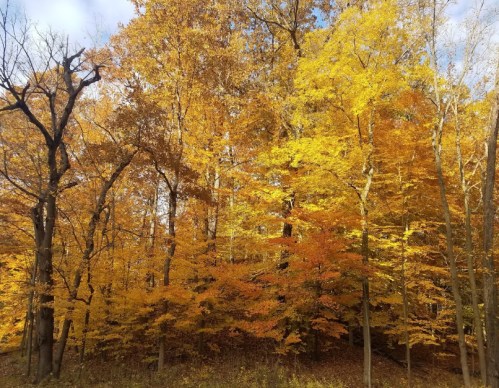 A vibrant autumn forest with trees displaying bright yellow and orange leaves under a clear blue sky.