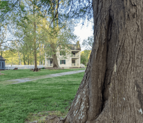 A large tree trunk in the foreground with a historic house and green lawn in the background.