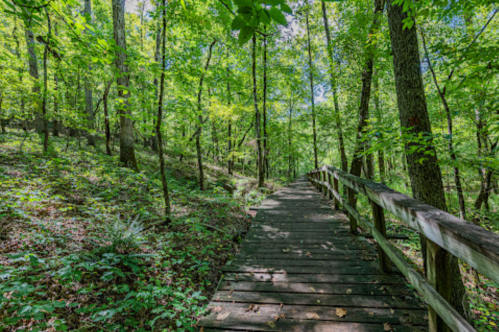 A wooden path winds through a lush, green forest filled with trees and sunlight.