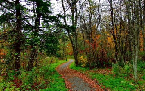 A winding path through a forest with trees and colorful autumn foliage.
