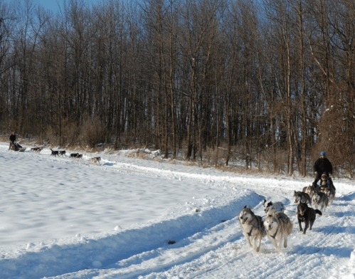 A team of sled dogs pulls a sled through a snowy landscape, with trees in the background.