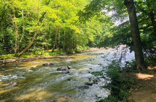 A serene river flows through a lush green forest, with trees lining the banks and sunlight filtering through the leaves.