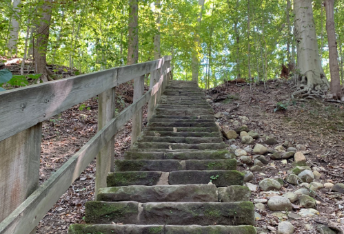A moss-covered stone staircase leads up through a wooded area, surrounded by trees and sunlight filtering through the leaves.