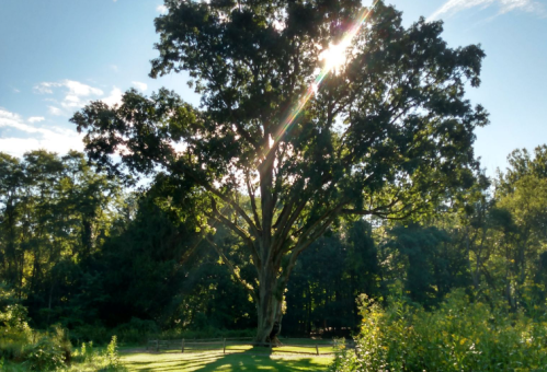 A large tree stands in a sunny field, with sunlight filtering through its leaves against a backdrop of greenery.