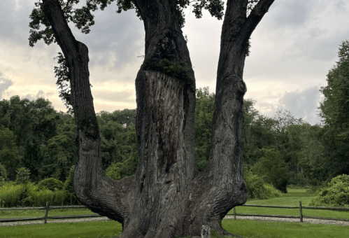 A large, weathered tree with a wide trunk stands in a green field under a cloudy sky.