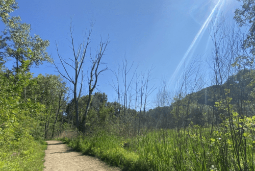 A sunny path through a green landscape with trees and tall grass under a clear blue sky.