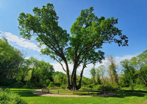 A large, lush tree with a wide canopy stands in a green park, surrounded by grass and distant trees under a blue sky.