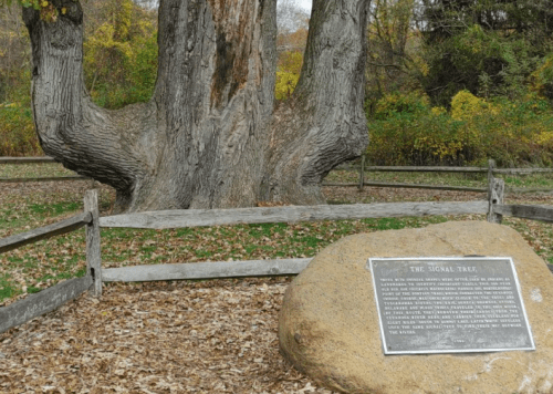 A large, gnarled tree stands near a stone plaque, surrounded by a wooden fence and autumn foliage.