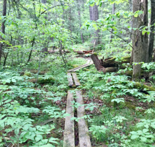 A forest path made of wooden planks surrounded by lush greenery and trees.