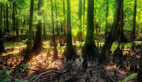 Lush green swamp with cypress trees and roots, sunlight filtering through the foliage, creating a serene atmosphere.