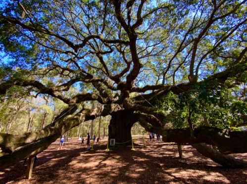 A large, sprawling tree with wide branches and lush green leaves, surrounded by people in a forested area.