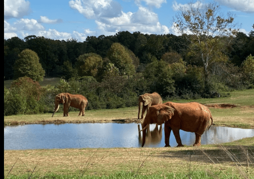 Three elephants stand near a pond surrounded by trees and grass under a partly cloudy sky.