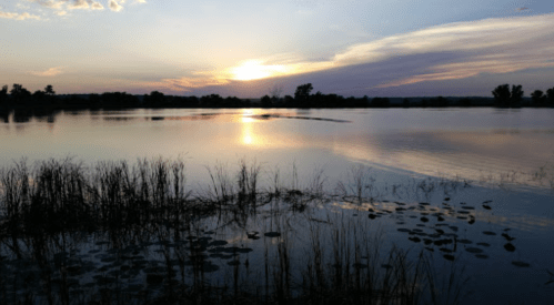 Sunset over a calm lake, with silhouettes of trees and tall grasses reflected in the water.