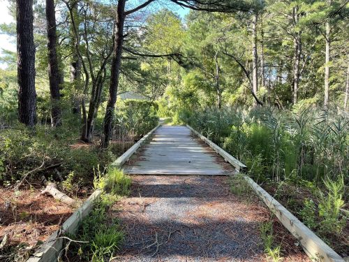 A wooden boardwalk leads through a lush green forest, surrounded by trees and tall grasses under a clear blue sky.