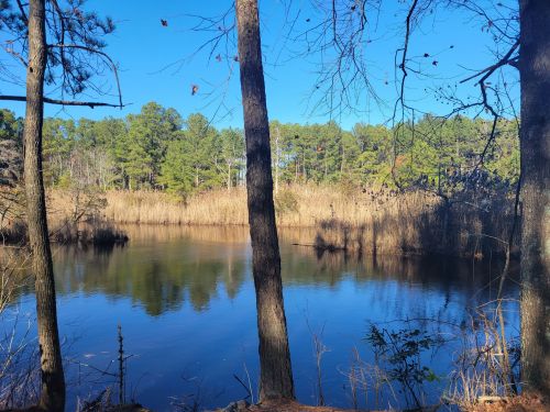 A serene pond surrounded by tall grasses and trees under a clear blue sky. Reflections shimmer on the water's surface.