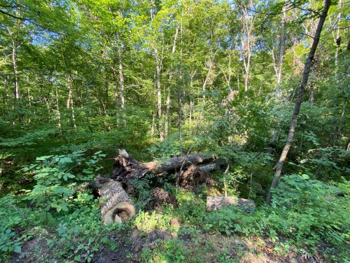 A sunlit forest scene featuring a fallen log surrounded by lush greenery and trees.